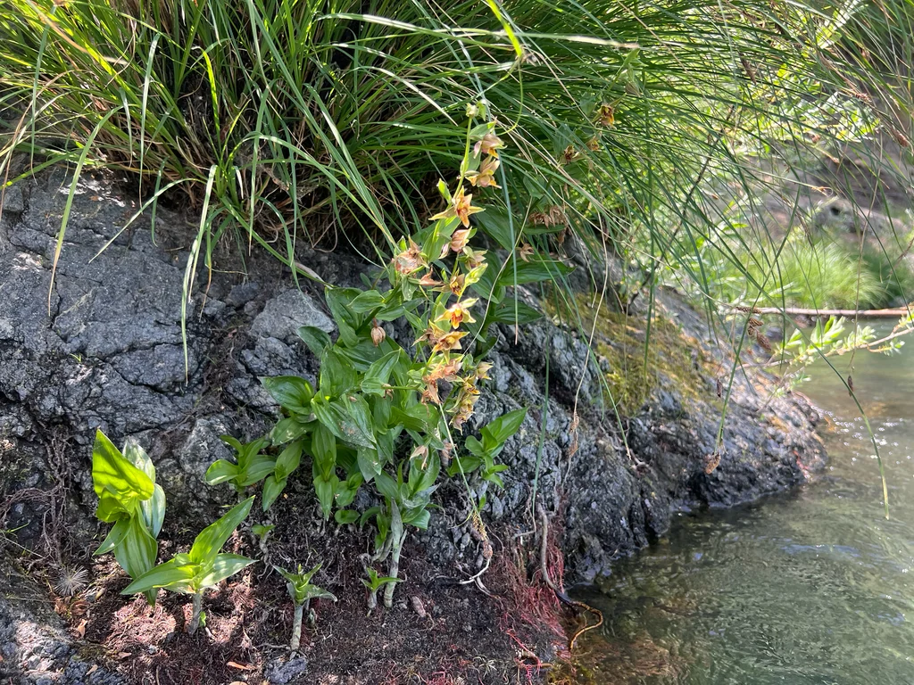 Epipactis Gigantea