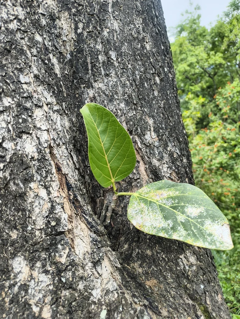 Ficus benghalensis