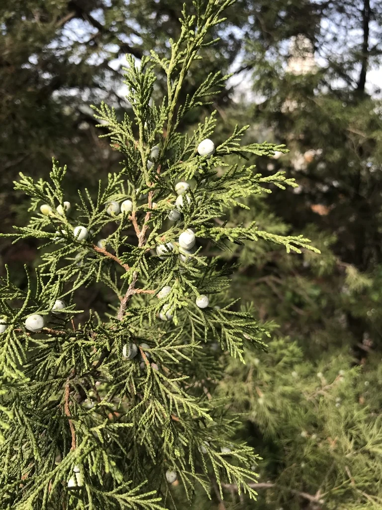 Juniperus chinensis