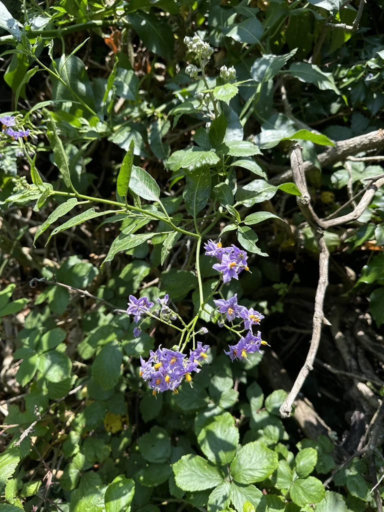 Solanum Crispum