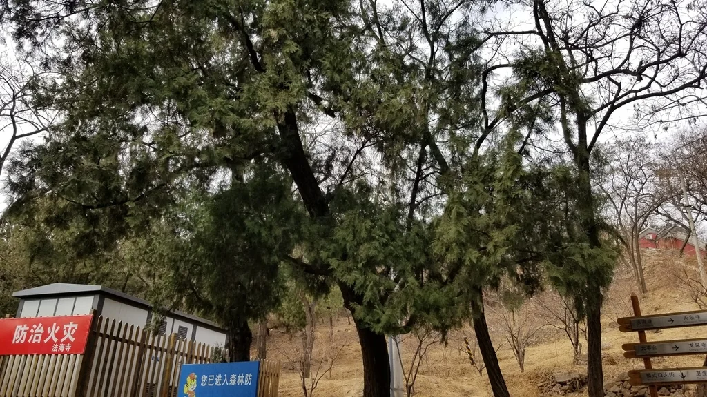 Platycladus Orientalis