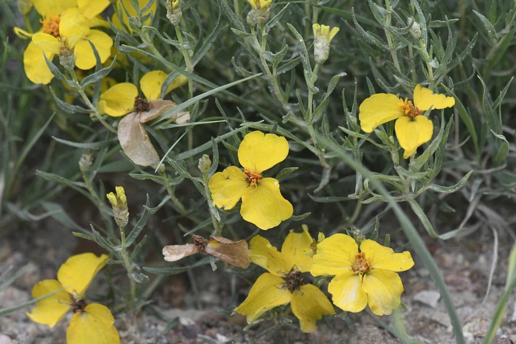 Zinnia Grandiflora