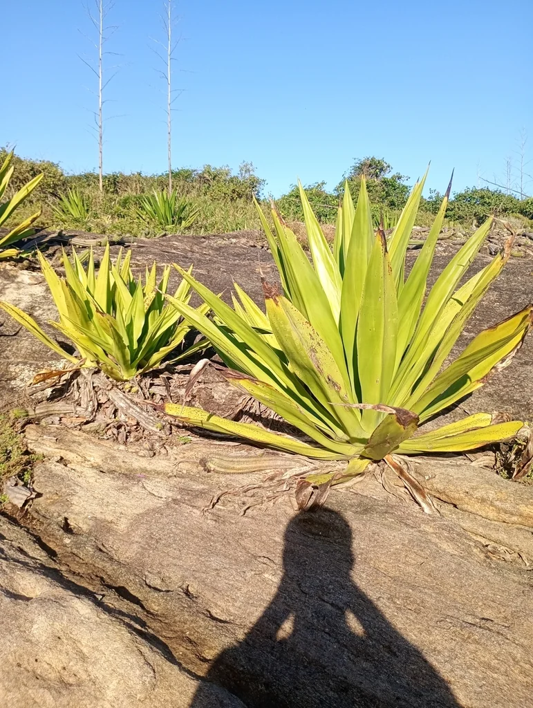 Furcraea Foetida