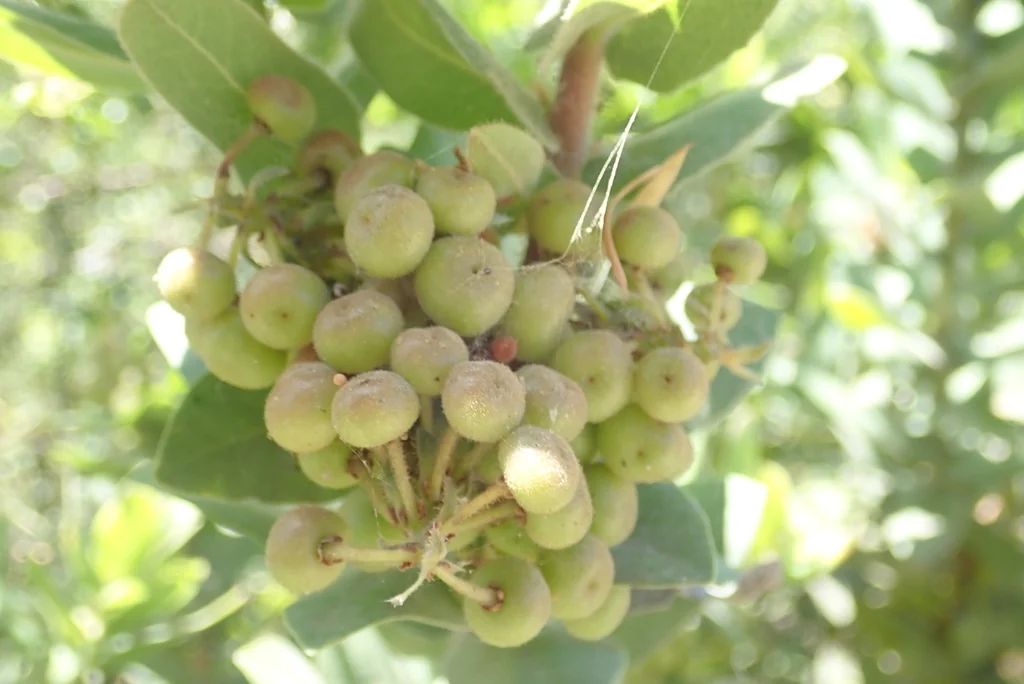 Arctostaphylos Regismontana