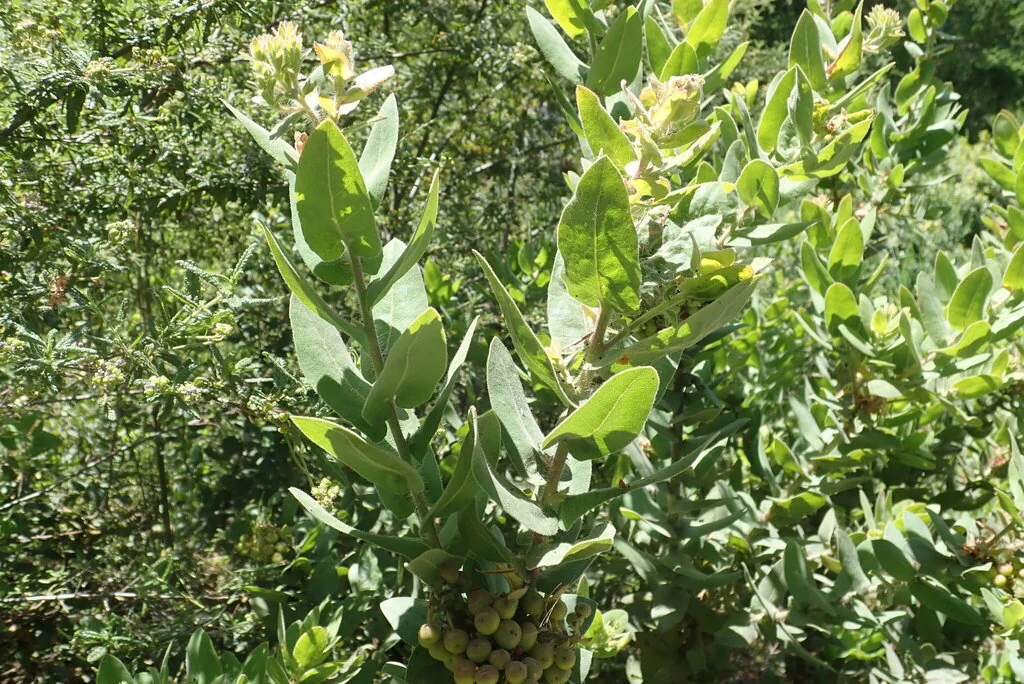 Arctostaphylos Regismontana