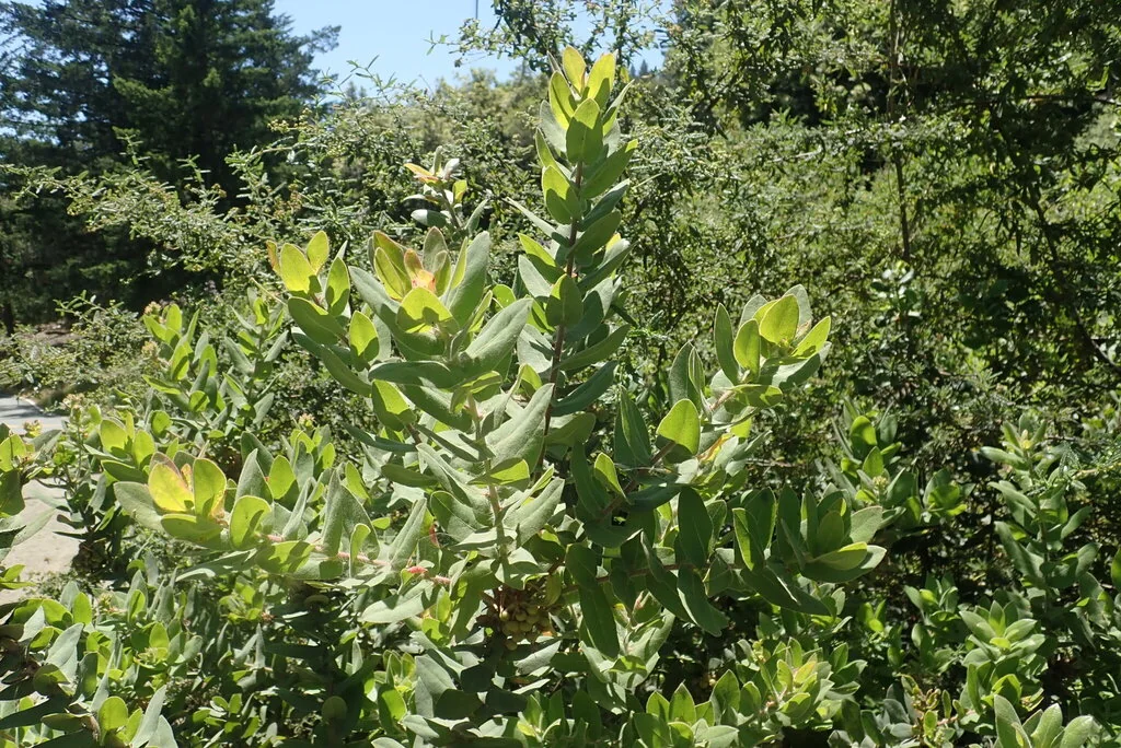 Arctostaphylos Regismontana