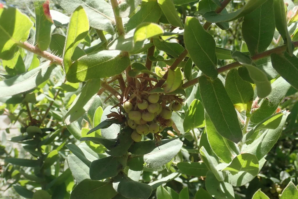 Arctostaphylos Regismontana