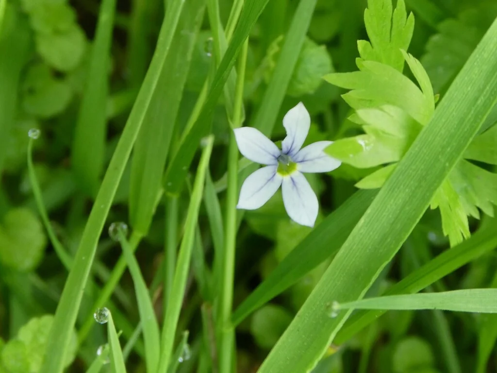 Pratia Pedunculata