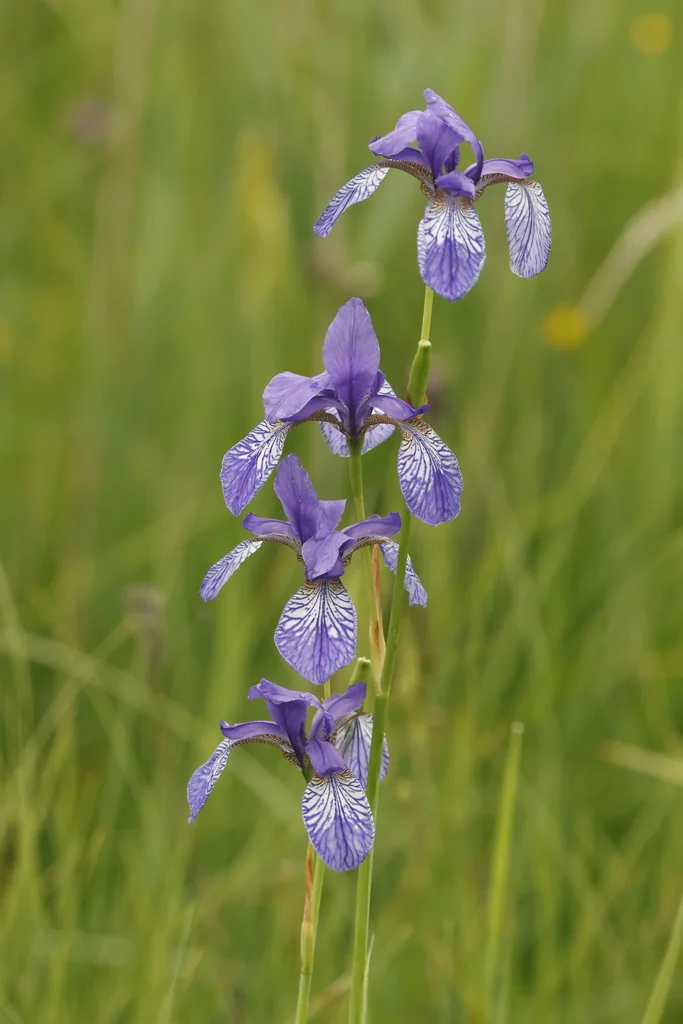 Iris Sibirica