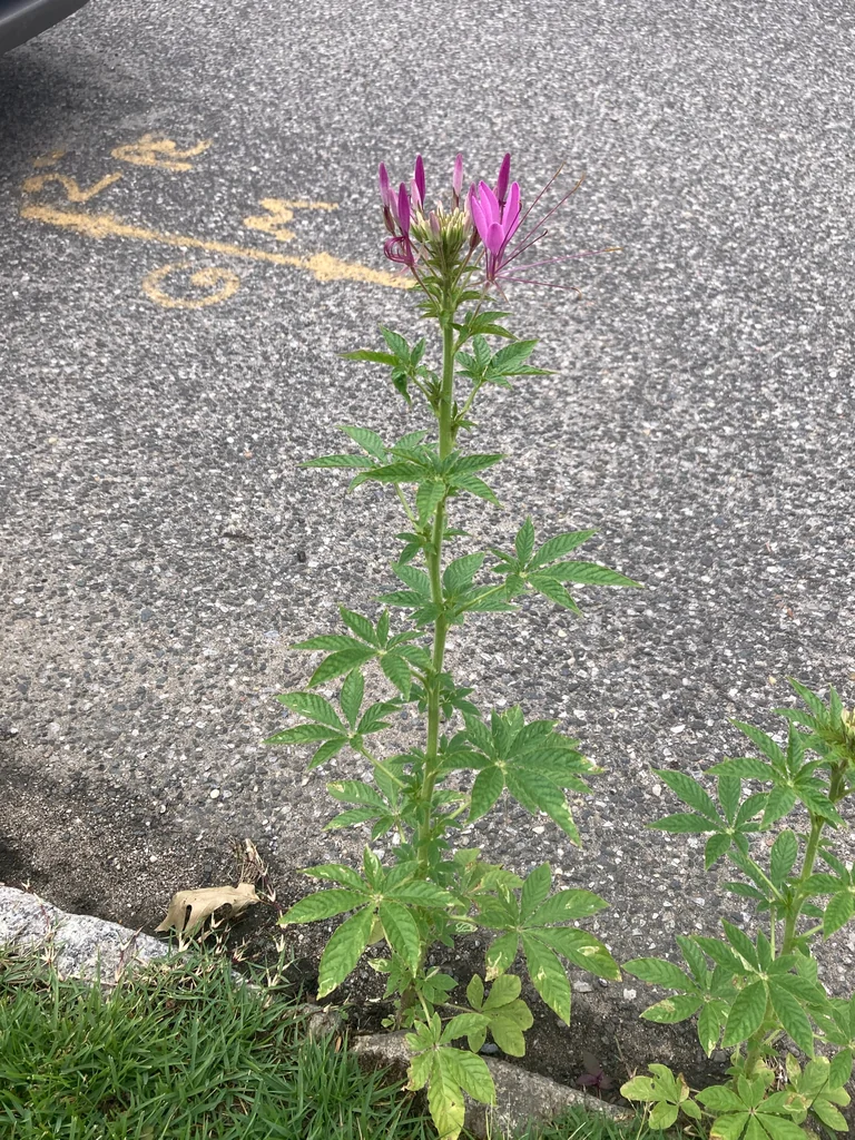 Cleome hassleriana