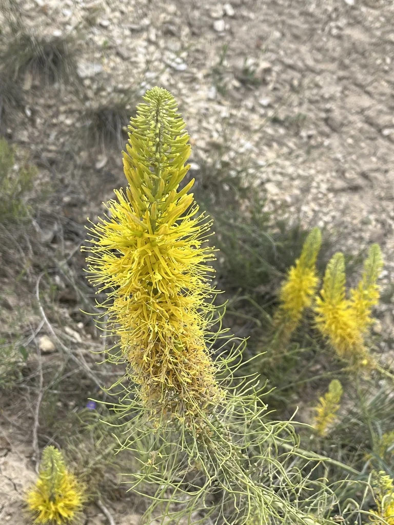 Stanleya Pinnata