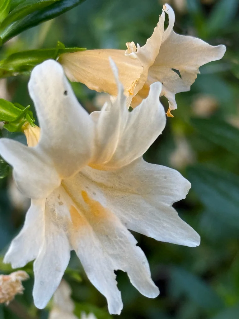 Diplacus Grandiflorus