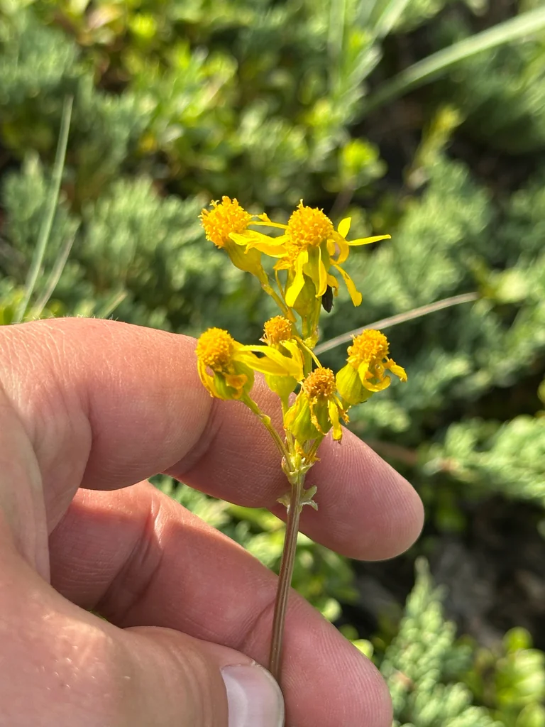 Senecio Fulgens
