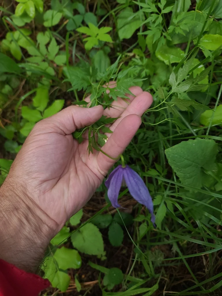 Clematis Columbiana