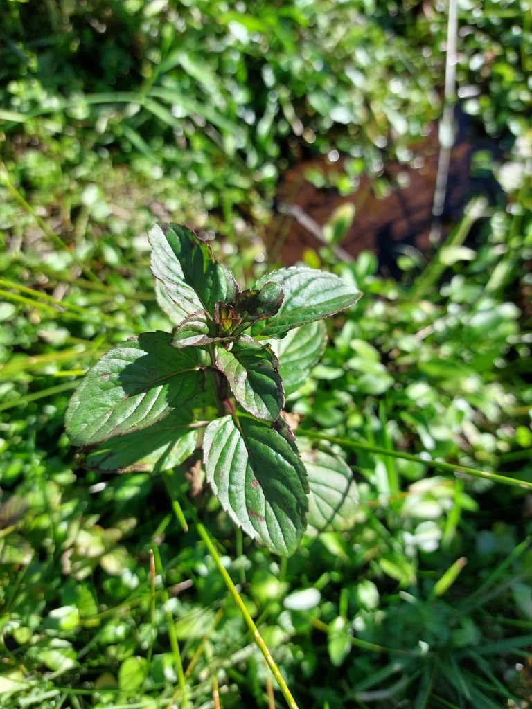 Mentha X Piperita