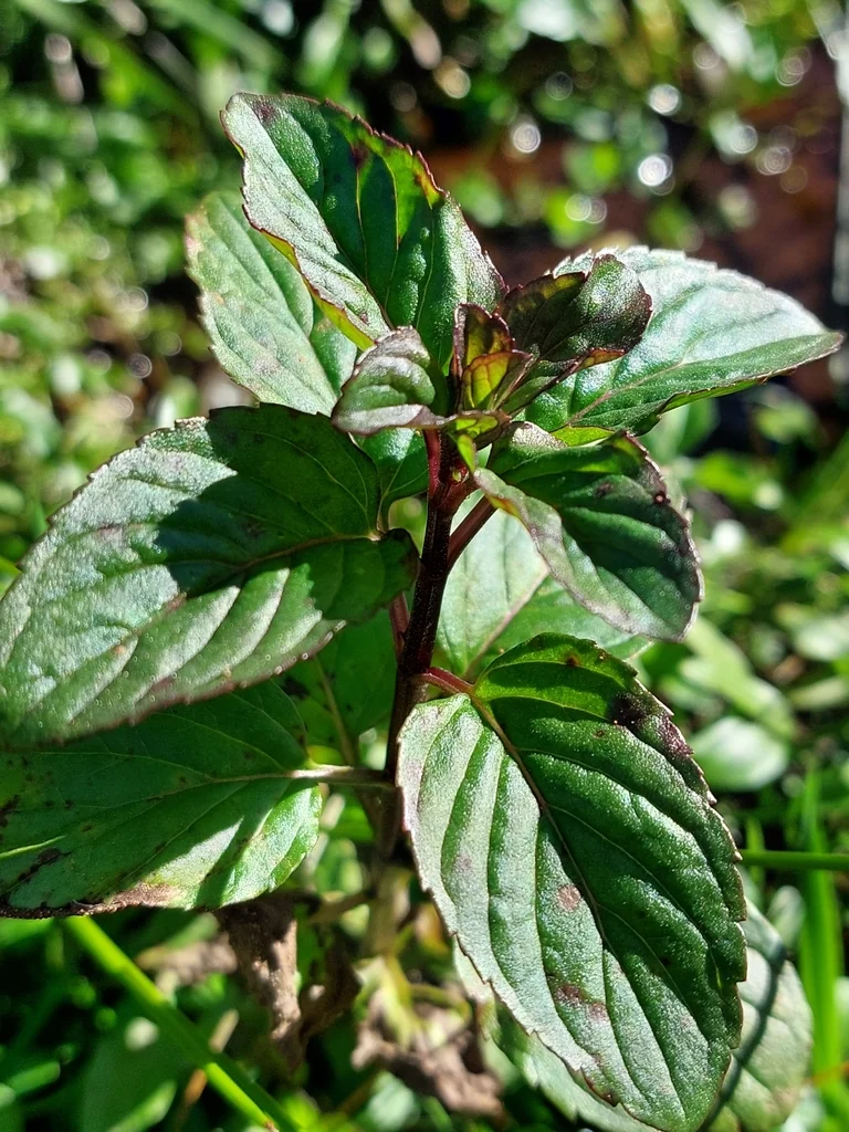 Mentha X Piperita