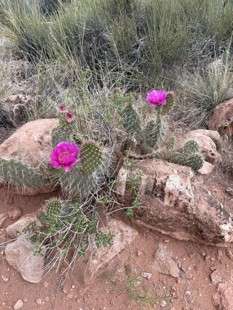 Opuntia Erinacea