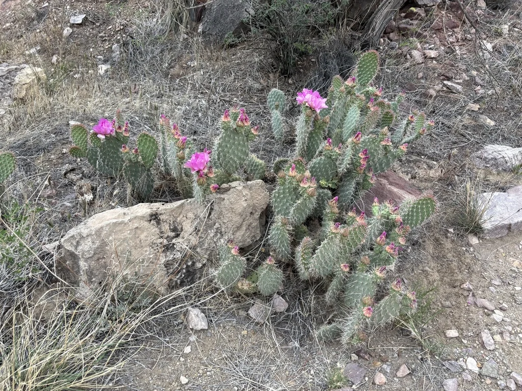 Opuntia Erinacea