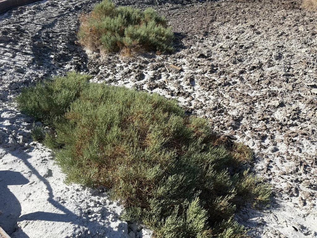 Allenrolfea Occidentalis