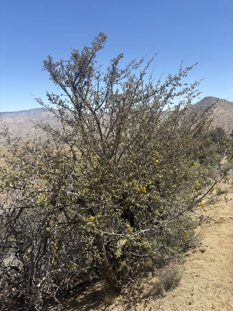 Fremontodendron Californicum
