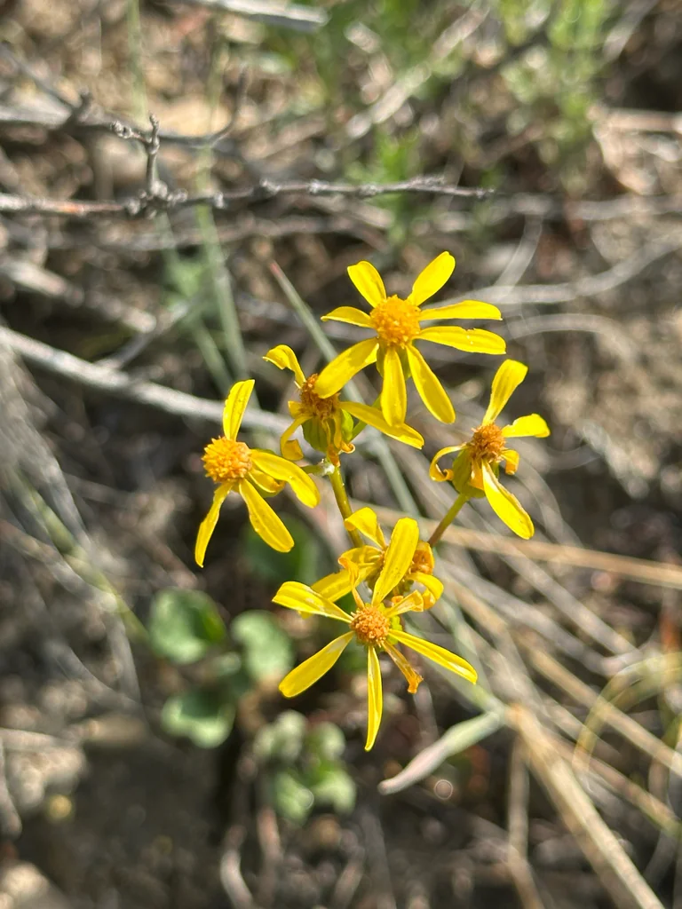 Senecio Fulgens