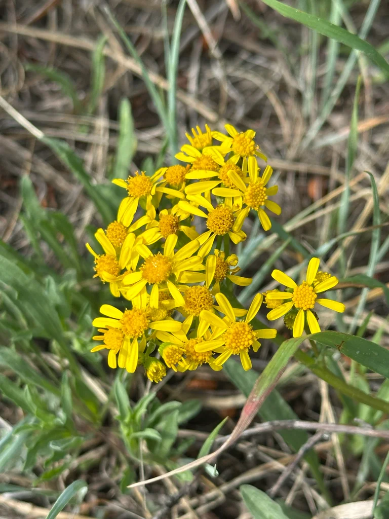 Senecio Fulgens