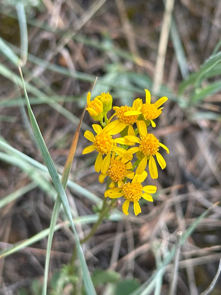 Senecio Fulgens