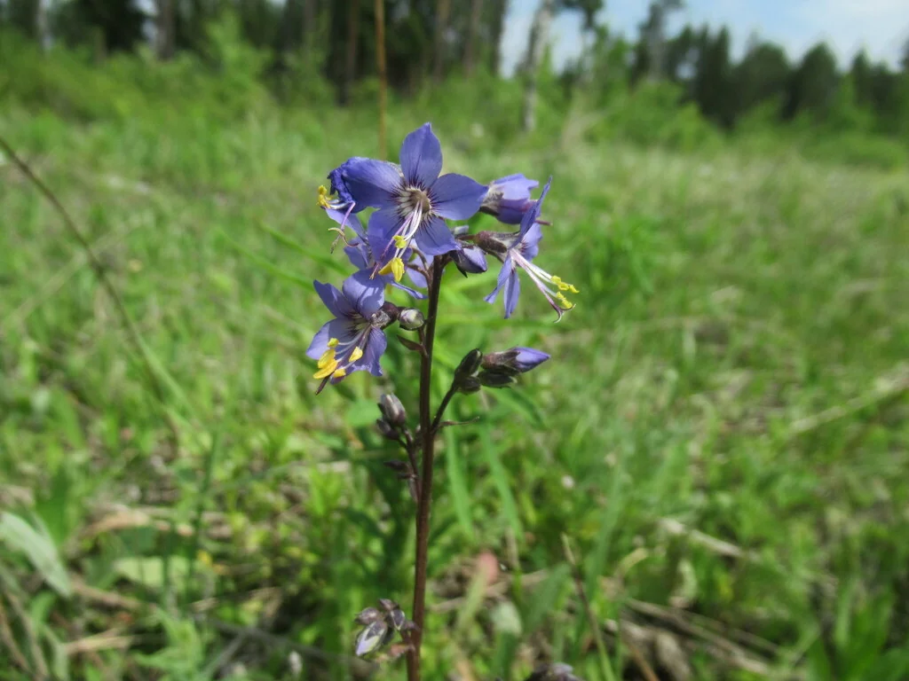 Polemonium Caeruleum