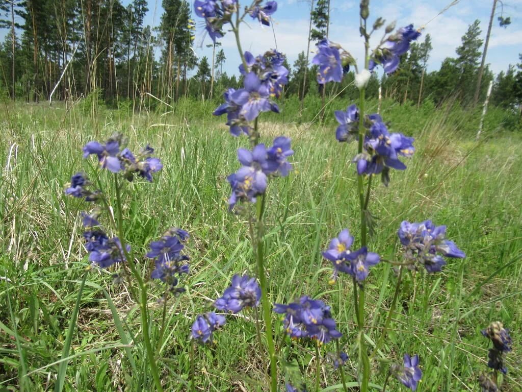 Polemonium Caeruleum