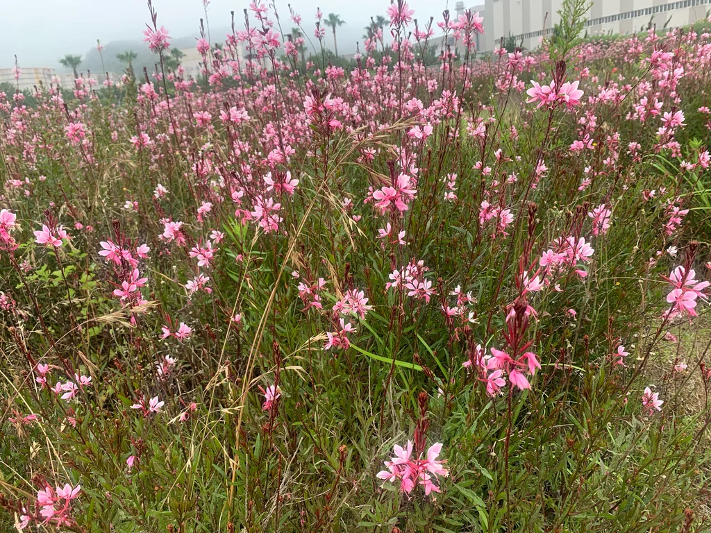 Oenothera lindheimeri