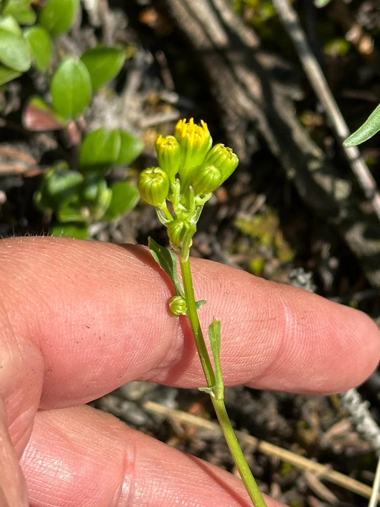 Senecio Fulgens