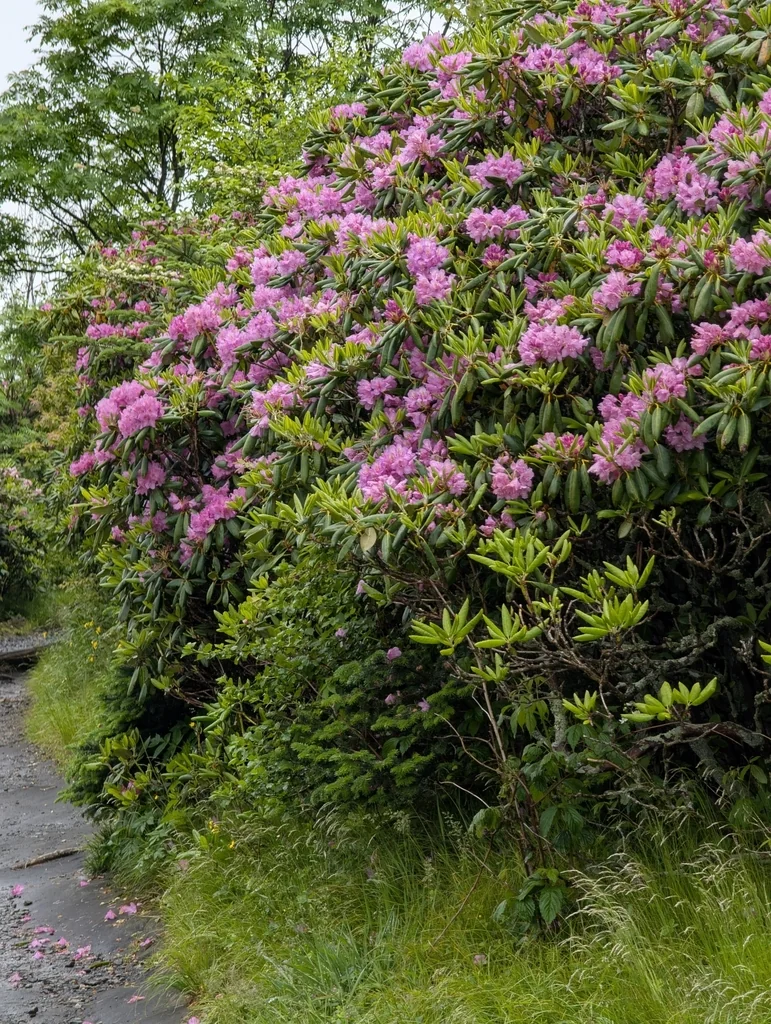 Rhododendron Catawbiense