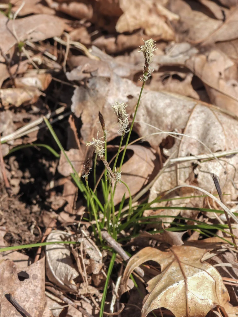 Carex Pensylvanica