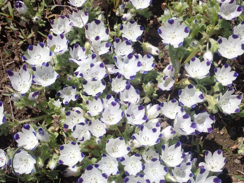 Nemophila Maculata