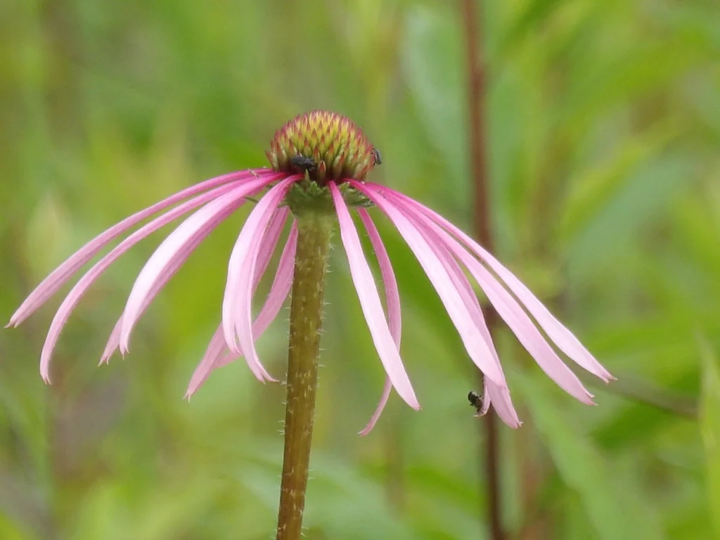 Echinacea Pallida