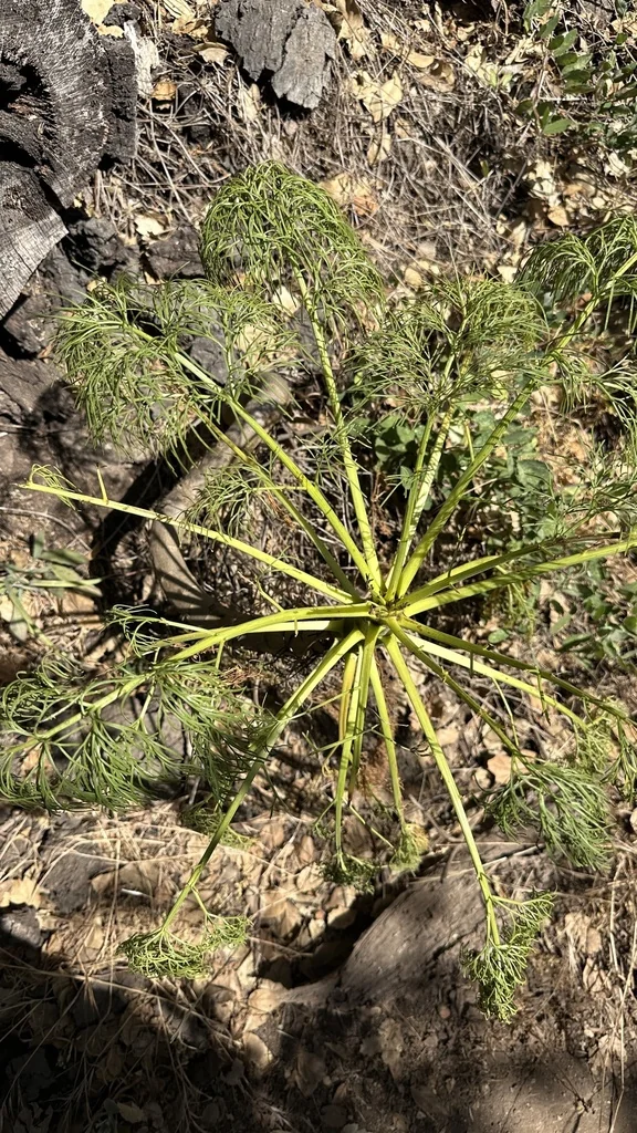 Coreopsis Gigantea