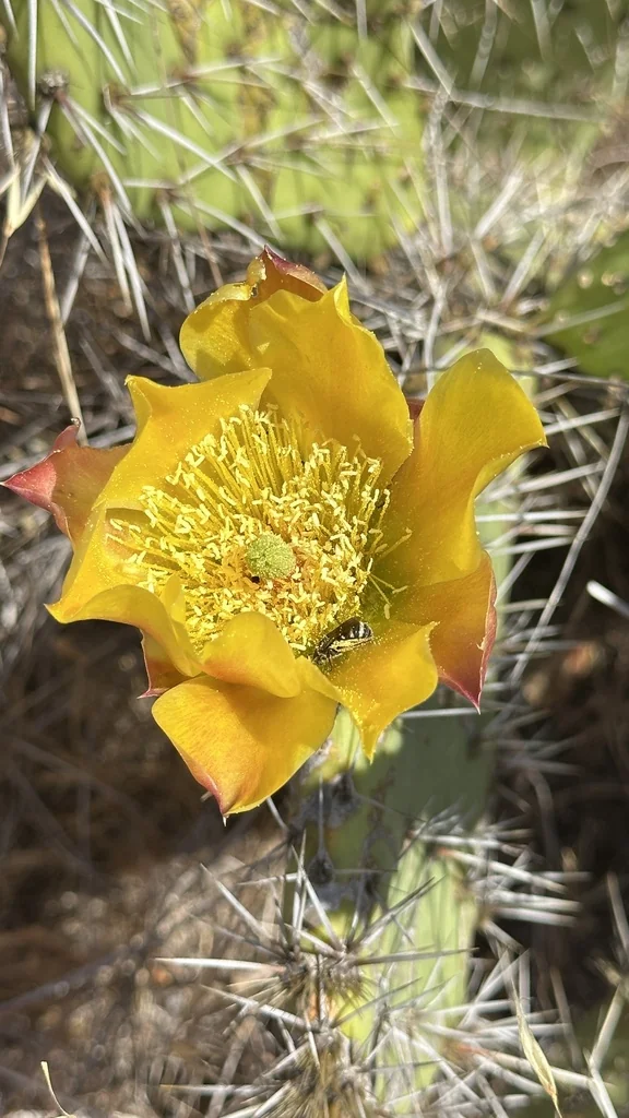 Opuntia littoralis