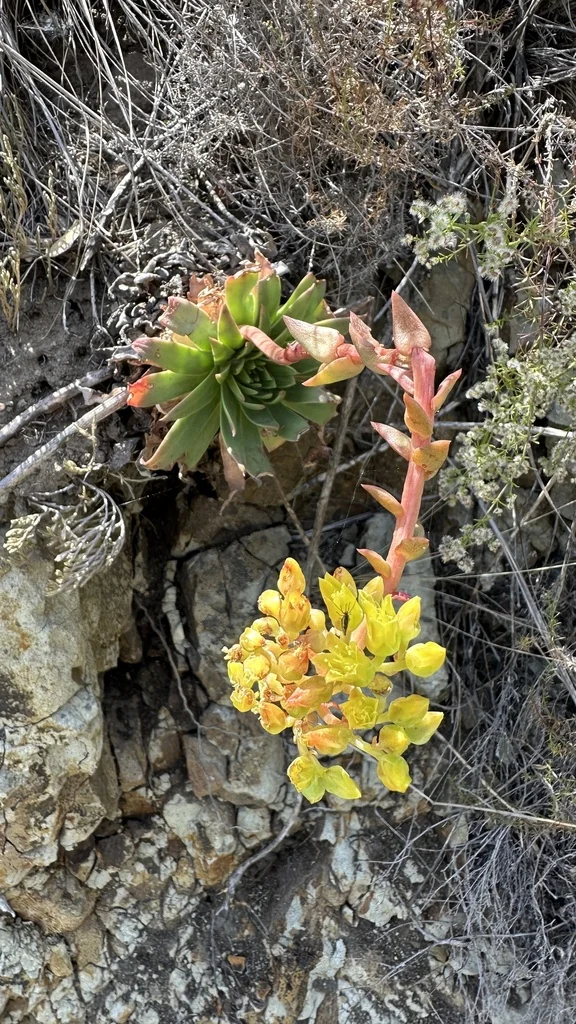 Dudleya Candelabrum