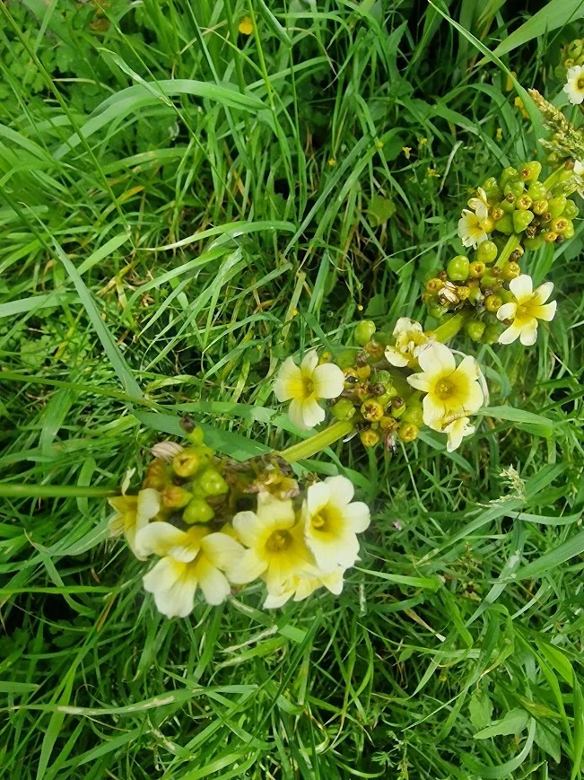 Sisyrinchium Striatum