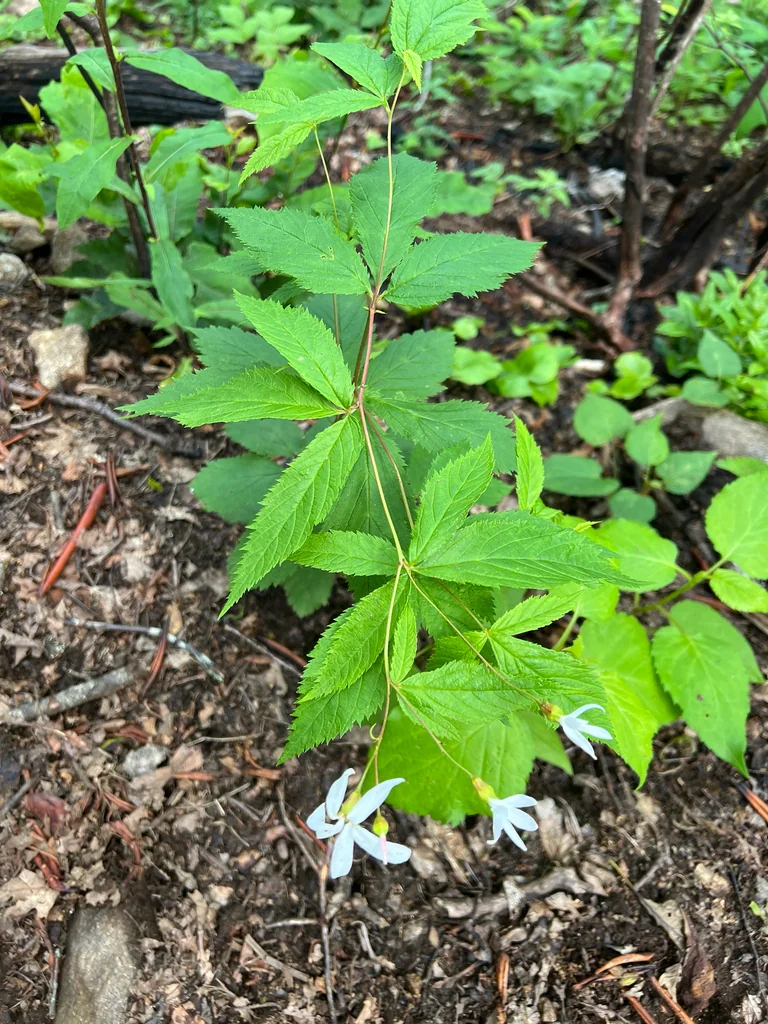 Porteranthus Trifoliatus