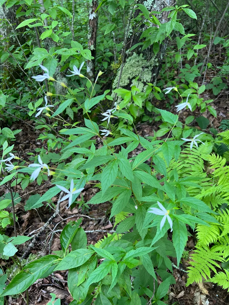 Porteranthus Trifoliatus
