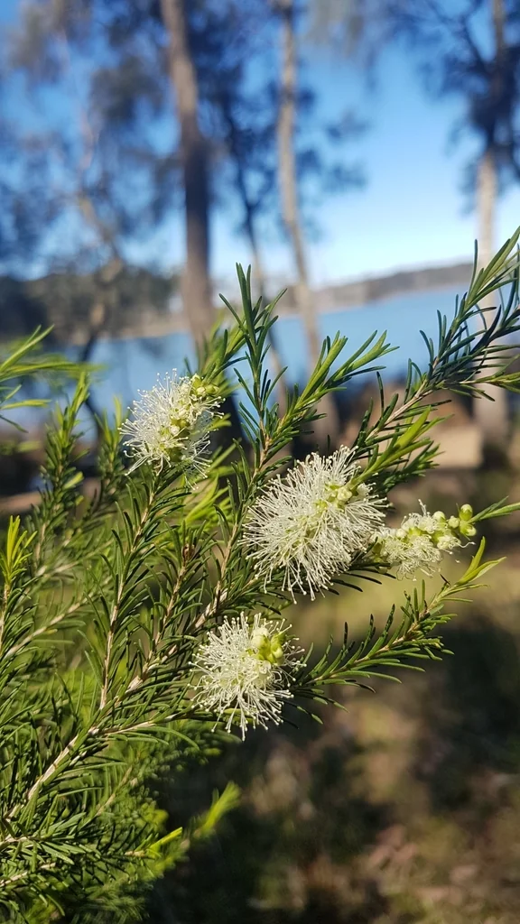 Melaleuca Armillaris