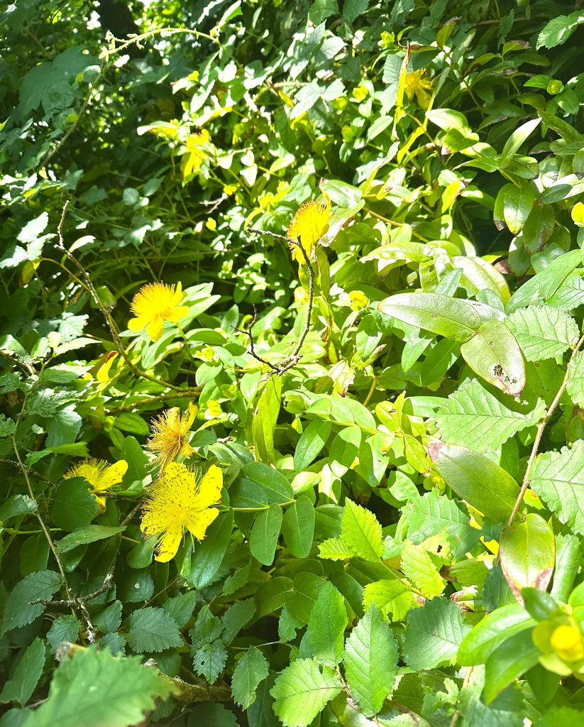 Hypericum Calycinum