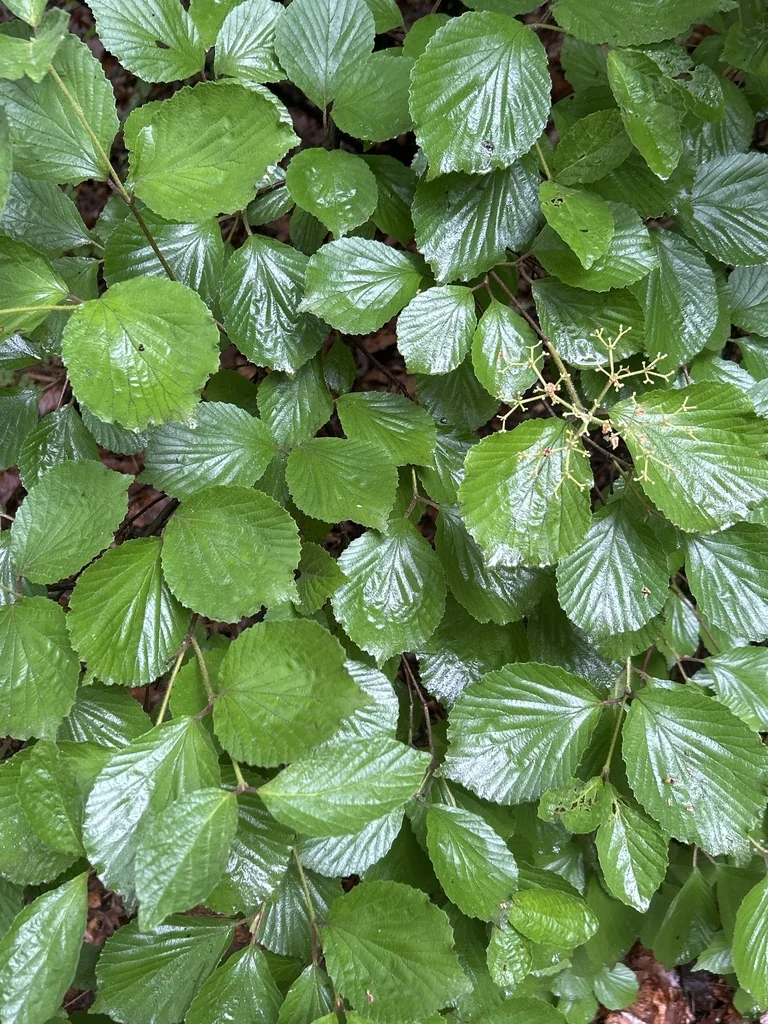 Viburnum dilatatum