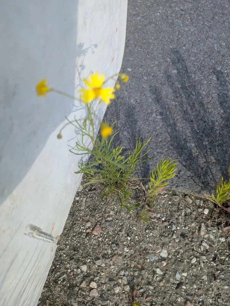 Coreopsis verticillata