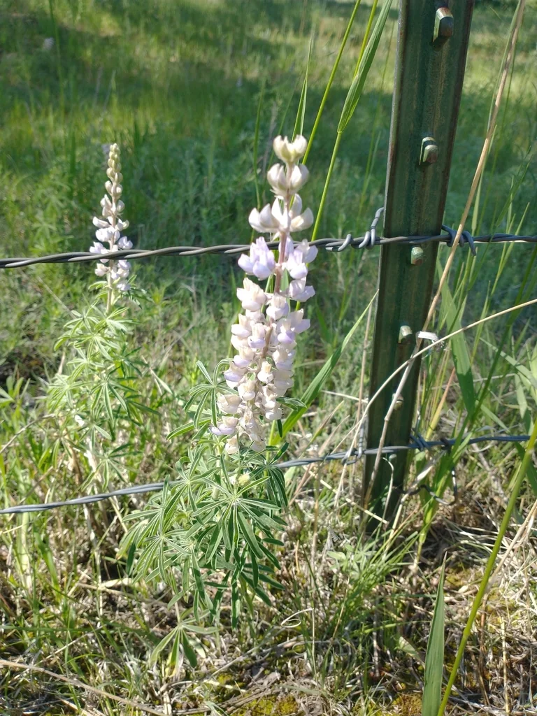 Lupinus Argenteus
