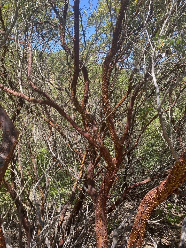 Arctostaphylos Manzanita