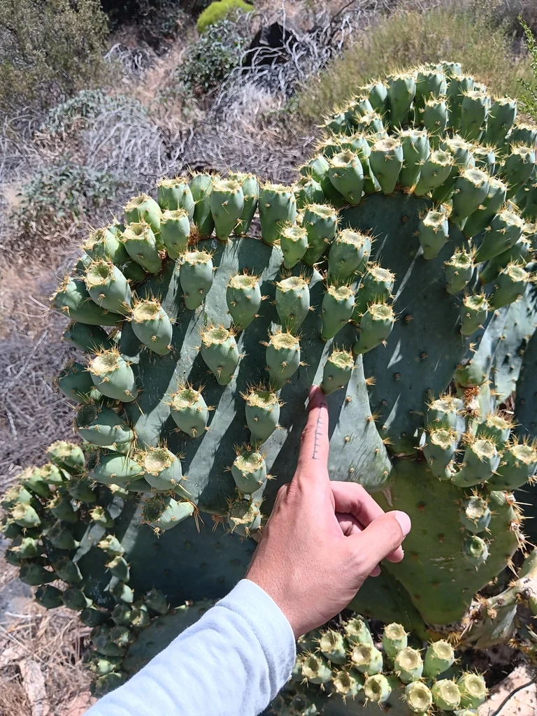 Opuntia Lindheimeri