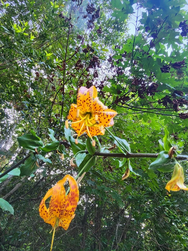Lilium Humboldtii