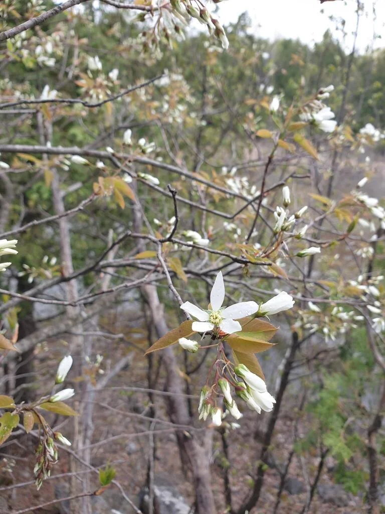 Amelanchier Laevis
